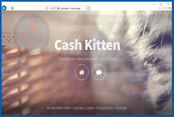 Annunci di Cash Kitten